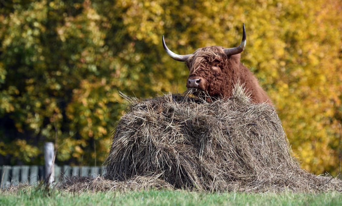 Galko sa nechutne primitívne "vezie" tentoraz na slintačke