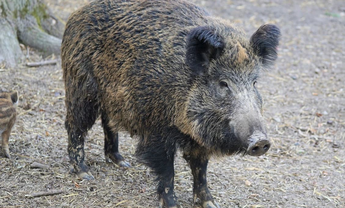 Po Bratislave zas pobehuje divá sviňa