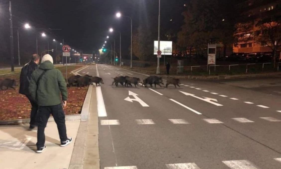 Bratislavčanom strpčujú život diviaky. Mesto povoľuje mimoriadny odlov