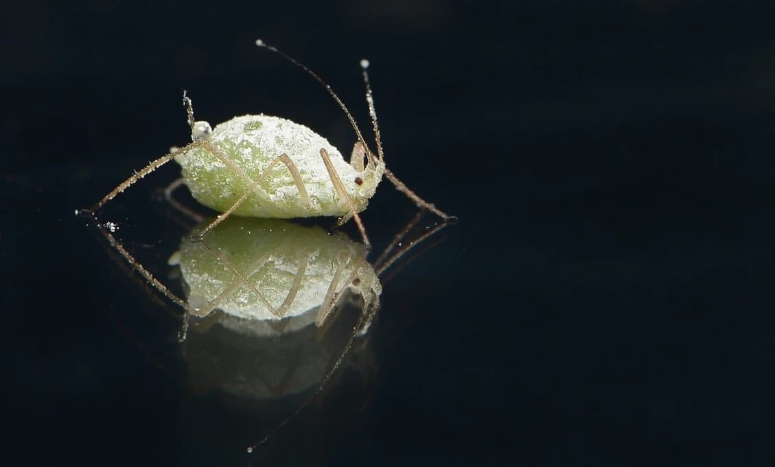 Epidémia vší na Slovensku? Ľudia vykupujú lekárne
