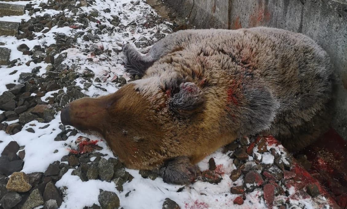 FOTO LEN PRE SILNÉ ŽALÚDKY! Ďalší incident s medveďom. Šelma zrážku s vlakom neprežila!