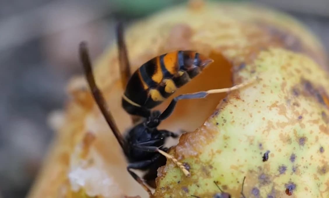 Nepriateľ biodiverzity: Ako rozpoznať a nahlásiť hniezdo sršňa ázijského