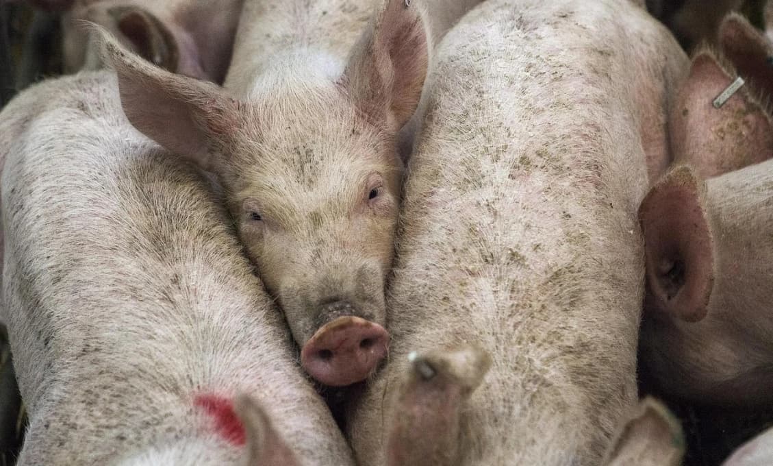 Z čoraz viac "ľudí" sa stávajú svine, pardon, neľudia