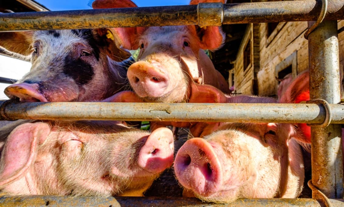 Veterinári utratia 18-tisíc ošípaných: Africký mor sa vrátil na Slovensko