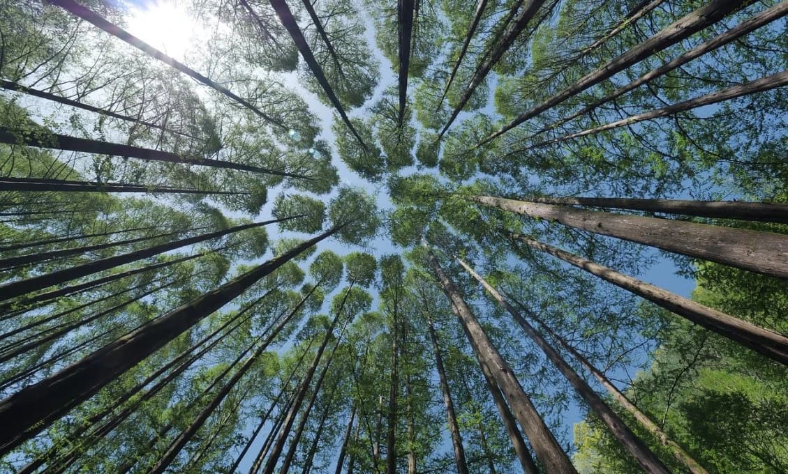 Enviropolícia navrhla obžalovať dvoch mužov za protiprávny výrub 33 stromov