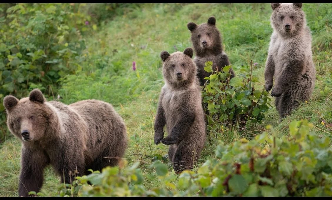 MIMORIADNE: Medvede pri domoch! Matka s mláďatami vyvolala paniku