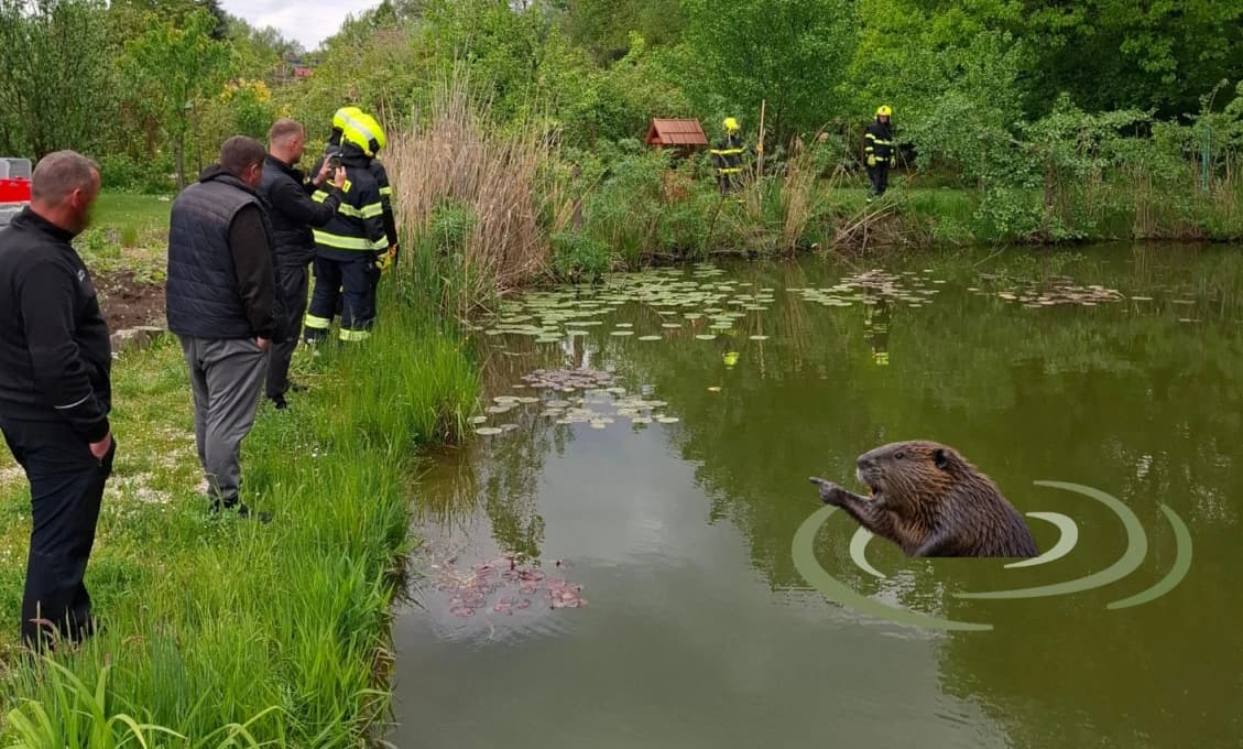Toto tu ešte nebolo! Netradičný incident v Čechách. Bobor napadol psa, aj dievča