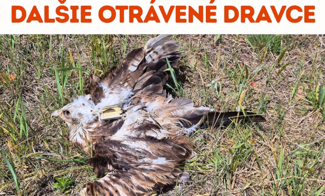Veľká medzinárodná hanba! Na Slovensku otrávili haju červenú z Česka! Jej spoločenská hodnota je 30 000 eur